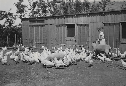 Hühnerhaltung auf der Nessendorfer Mühle